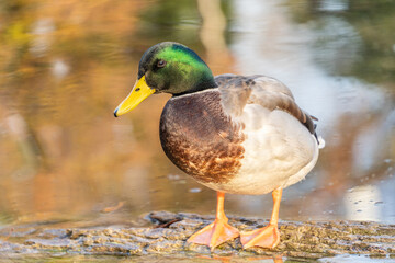 Mallard Duck (Anas platyrhynchos) rests on a long in pond with in Autumn color background. 