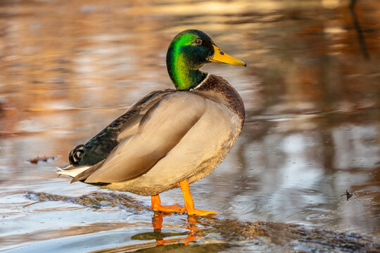 Male Mallard Duck (Anas platyrhynchos) rests on log in pond with autumn color background. 