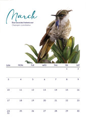 Calendario 2024, march hummingbird