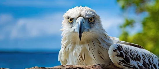 Fotobehang White-bellied Sea Eagle in its environment © 2rogan