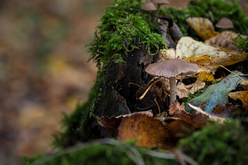 Wood rot fungus on a stump.