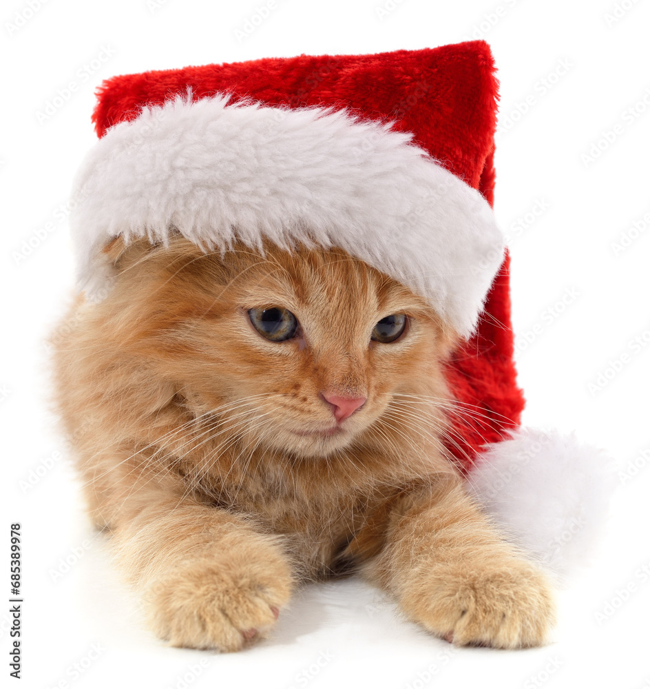 Wall mural kitten in christmas hat.