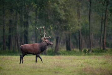 Beautiful and imposing male Red deer (Cervus elaphus)