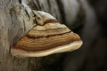 Close-up of a mushroom, tinder fungus on dead wood, fomes fomentarius