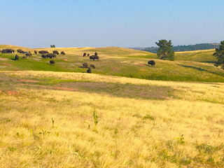 Where the Buffalo Roam