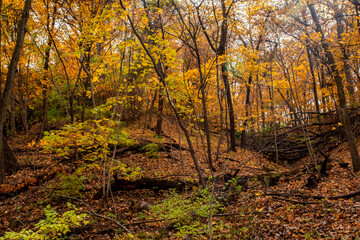 Ruggued autumn landscape of trees and hills in the woods on a fall day in Iowa. 