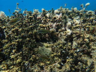 East Atlantic peacock wrasse (Symphodus tinca) juvenile undersea, Aegean Sea, Greece, Halkidiki