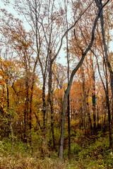 Vertical photo of an autumn forest landscape in Iowa. 
