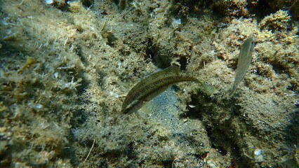 East Atlantic peacock wrasse (Symphodus tinca) juvenile undersea, Aegean Sea, Greece, Halkidiki