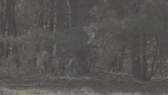 Wild boar running through the woods