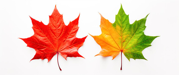 maple leaf's on white background, red and green maple leaves.  