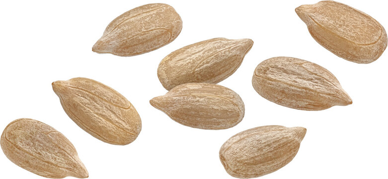 Falling peeled sunflower seeds isolated