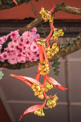 La flor cuelga del cielo falso