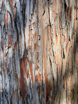 bark of tree