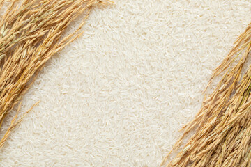 Ears of rice and rice. Creative background of rice and rice ears.