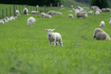 Single lamb in a paddock  © Daniel Thomas