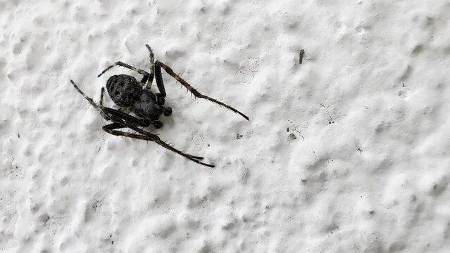 Walnut Orb-weaver Spider, Nuctenea umbratica on white wall