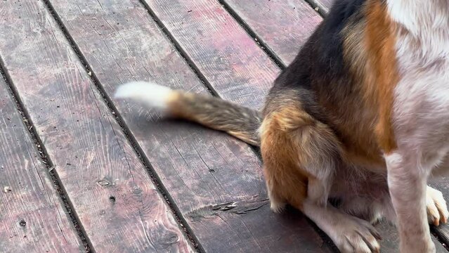 Happy curious dog wags a tail standing on wooden porch