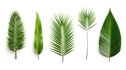 Collection of green palm leaves Isolated on white background,