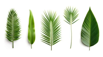 Poster Collection of green palm leaves Isolated on white background, © CStock