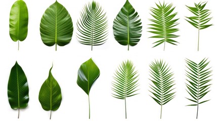 Fototapeta na wymiar Different tropical leaves,Collection of green palm leaves Isolated on white background,