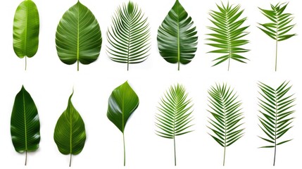 Fototapeta premium Different tropical leaves,Collection of green palm leaves Isolated on white background,