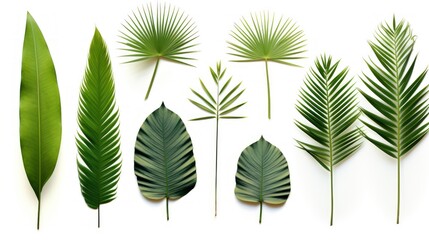 Different tropical leaves,Collection of green palm leaves Isolated on white background,