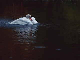 Stunning wild swan in dark lake or river conducting its feather cleansing procedure. Beauty and...