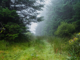 Small pathway in a forest and fog in the background. Moody nature scene. Nobody. Calm and peaceful mood.