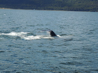 Fototapeta premium humpback whale tail