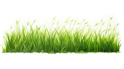 Obraz premium green background for graphics,Green grass watercolor isolated white background 