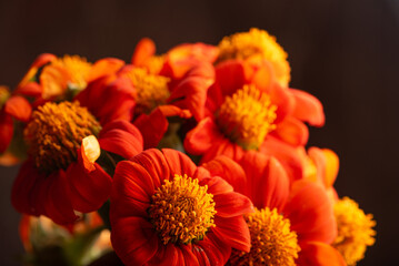 Orange flower, beautiful orange flower in detail with dark background, selective focus
