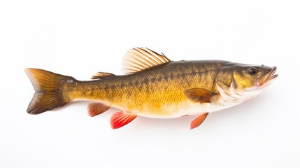Pike perch river fish on white background 
