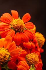 Orange flower, beautiful orange flower in detail with dark background, selective focus