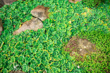 Aquatic plant in river bed, natural texture