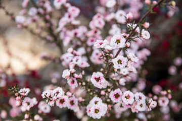 Pink flowers in spring, bunch of pink flowers with details