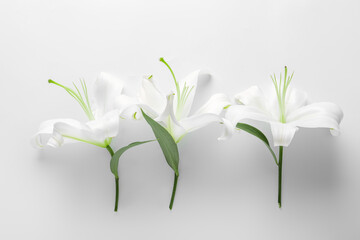 Fototapeta premium Beautiful lily flowers on white background