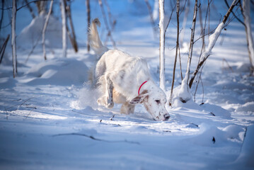 A white dog of the English setter breed walks through the snow in the winter forest. A hunting dog...