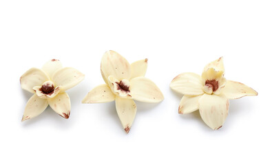 Naklejka na ściany i meble Aromatic vanilla flowers on white background