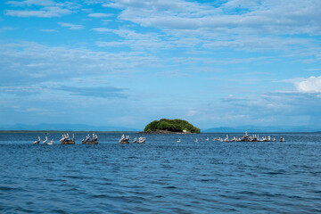 Obraz premium Pelicans in Front of Bunny Island “Isla Conejo” in Fonseca Gulf Between Honduras and Salvador