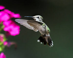 female ruby-throated hummingbird close up © Derek Robertson