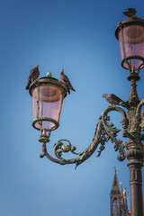 A charming scene of birds perched on a lamp post in Venice, Italy. The simple yet beautiful image captures the essence of the city's charm and natural beauty.