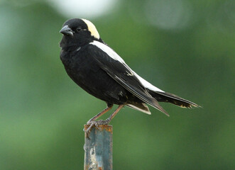 A Bobolink sits on a fence post