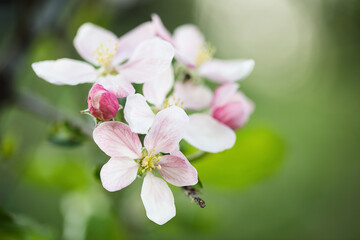 Selective focus of pink and white apple tree blossoms with blurred background and copy space.