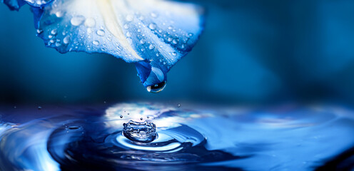 flower petal with drops