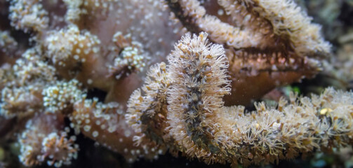 coral in detail