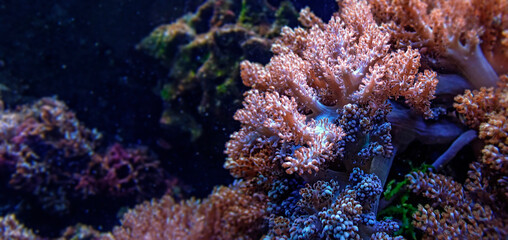 coral in detail
