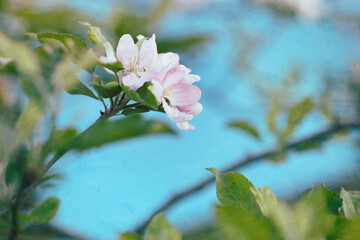 Selective focus of pink and white apple tree blossoms with blurred background and blue sky.