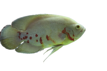 White Tiger Oscar - Astronotus ocellatus - American Cichlid isolated on white background.