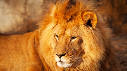 portrait of lion